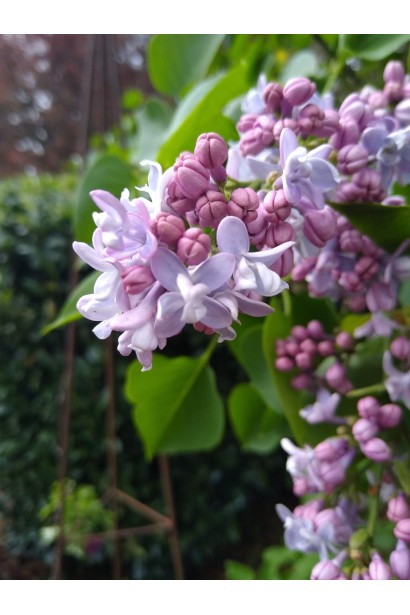 Бузок звичайний Карпе Діем